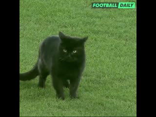 Black cat invaded the pitch at goodison park