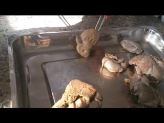 Мужская половая система