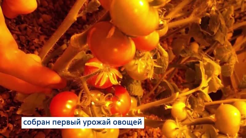 Первый арктический урожай