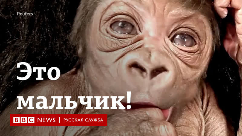 Это мальчик! в бостонском зоопарке родился первый самец гориллы