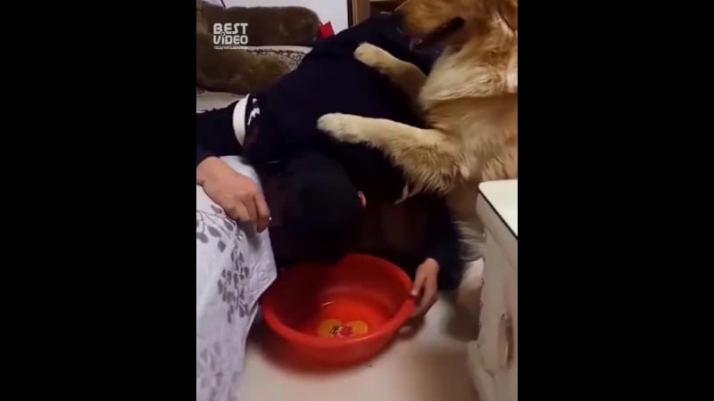 Лабрадор ухаживает за пьяным хозяином