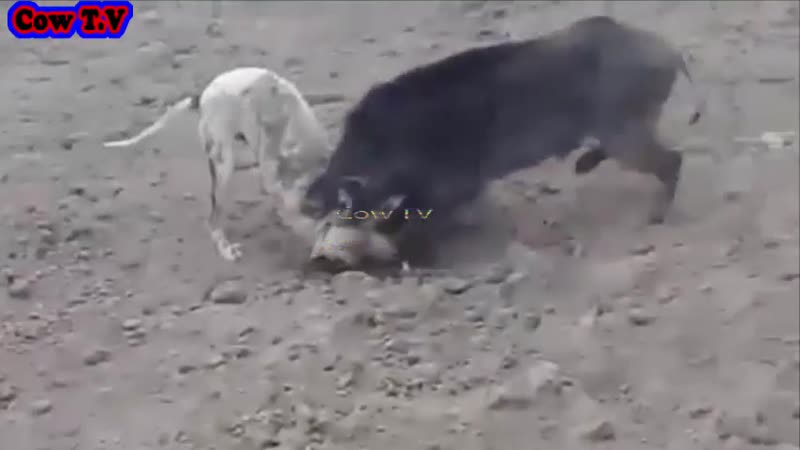 Маленький кабан против пакистанской молодые (булли кутта)