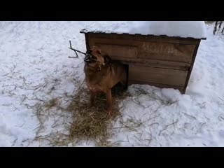 Михей развлекается