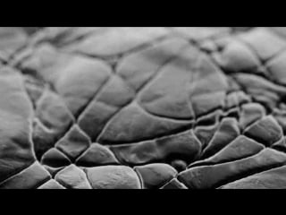 Reed richards under the microscope new