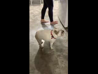 Хочет убежать, но не может [жю]