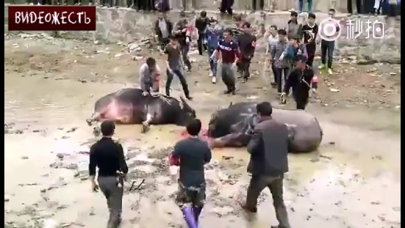 Людям на потеху © видеожесть