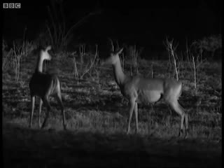 Male wild cat hunts at night bbc