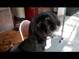 Пекинес (метис) сёма