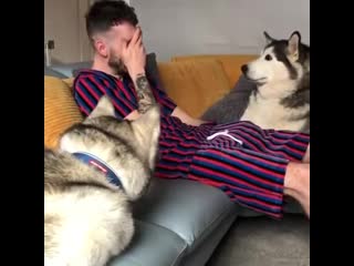 Cute dogos, disgusting human