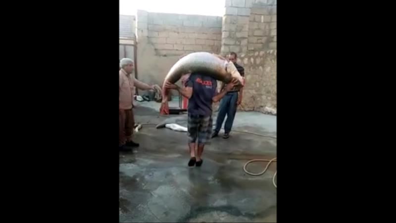 Бедная жена, как чистить её