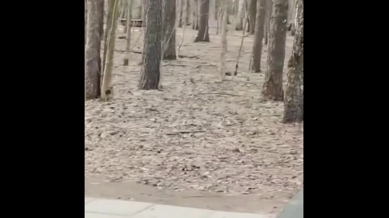 В измайловском парке замечен лис!)