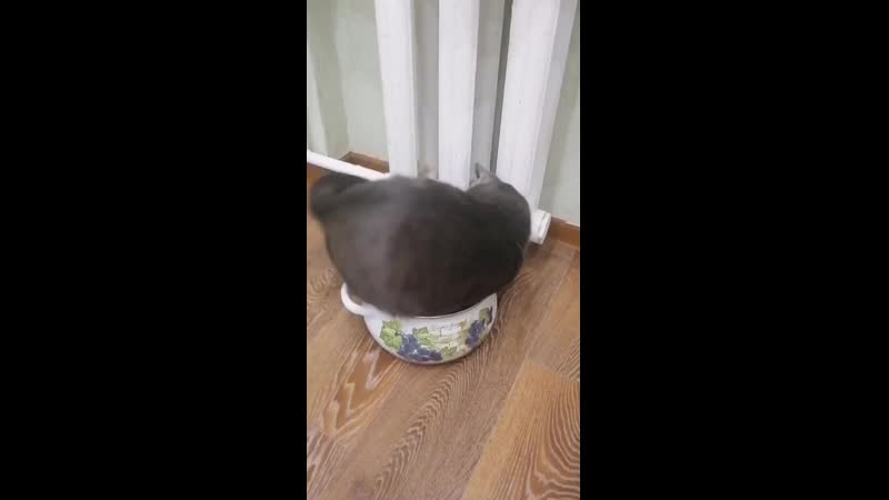 Любимая кастрюлька)