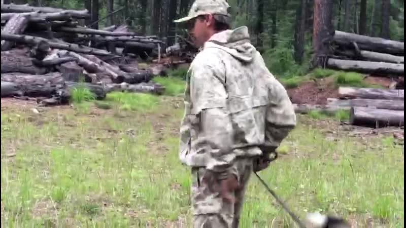 Ловушка на делянке mp4