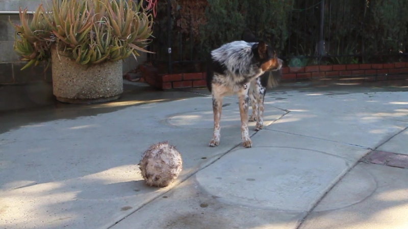 Самый сдержанный пёс в мире