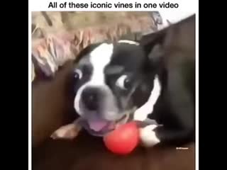 Компиляция вайнов