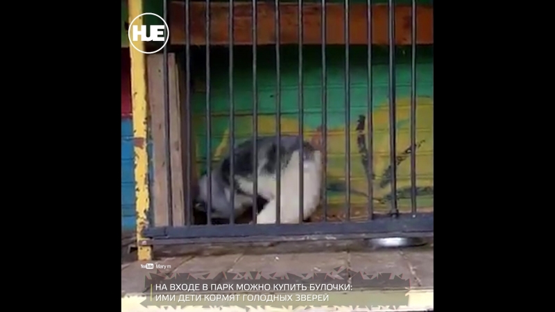 Зоозащитники побывали в рязанском зоопарке и им там не понравилось