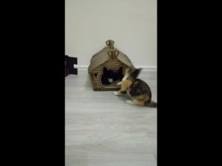 Маргоша развлекается дома