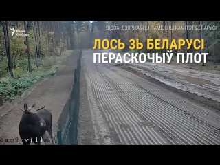 Лось зь беларусі пераскочыў плот