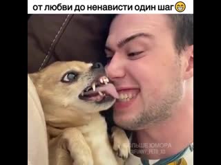 Funny pets xd 20200805 1 mp4