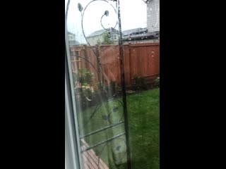 Old man (13 year old) zoomies in the rain