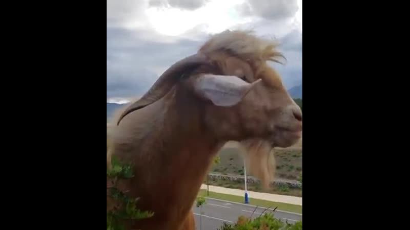 Мужик и говорящий козел 🐏😆😍😂