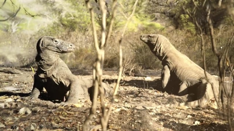 Комодский варан интересные факты о самых больших ящерах варанах