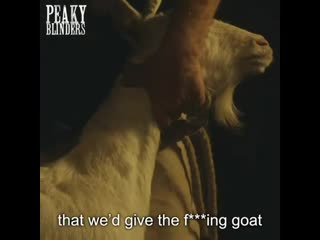 ‘passover’ at alfie’s there’s a goat named tommy shelby #peakyblinders