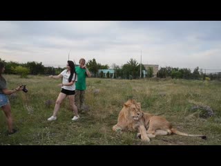 К льву марселю пришла блондинка