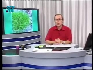 Цветы урок 4 4 зеленый газон