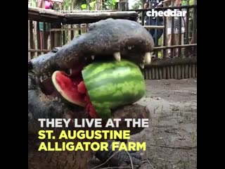 Alligators sure love watermelon 👀🍉