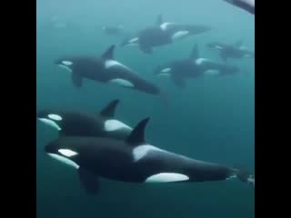 Whales orcas on instagram swimming in the midd 0(mp4) mp4