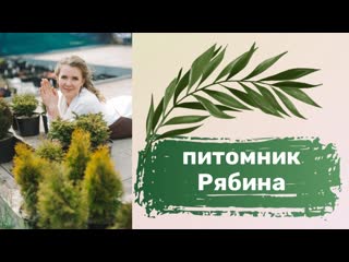 Live рябина