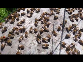 Пчёлы танцуют