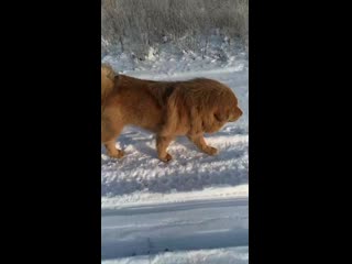 Миллениум вей дарина, к выстае готова