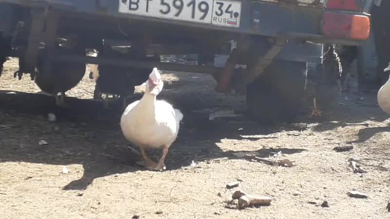 Половой деморфизм у уток