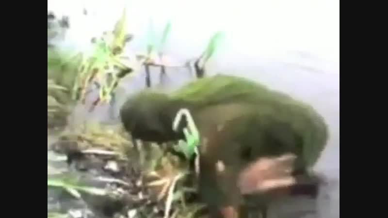 Валера болотный