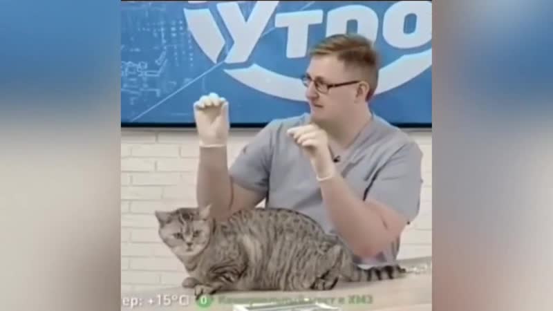 Взгляд кота говорит обо всём