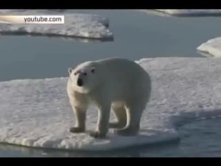 Власти сша разрешили shell бурение в арктике