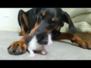 Hand rearing a couple of kittens doberman lends a hand i mean tongue [oc]