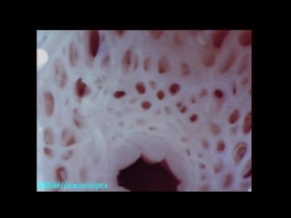 Тело человека период полового созревания