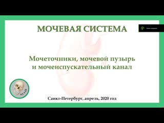 Мочеточник, мочевой пузырь и мочеиспускательный канал