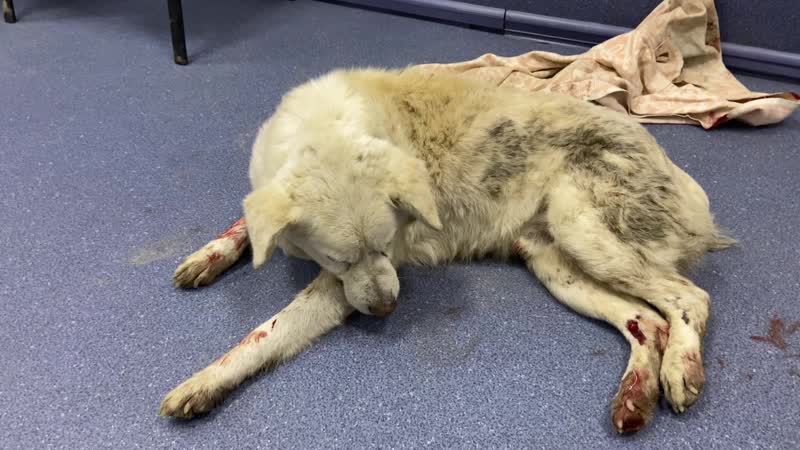 Верхнесадовое беляш,вывих тбс и контузия