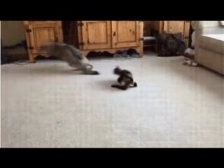 Ей, волчья шкура