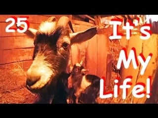 Чиччолина родила! роды у коз это моя жизнь в деревне! it's my life,25