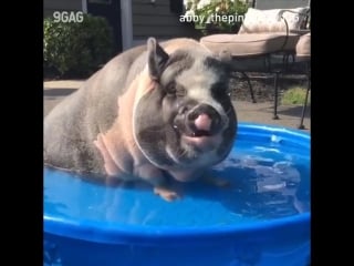 Свинки плещутся в маленьком бассейне