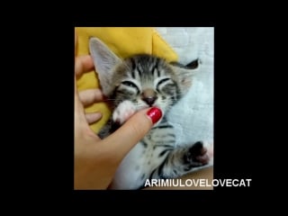 Котёнок любит сосать мои пальцы (kitten loves sucking on my fingers) ep36 ★arimiulovelovecat