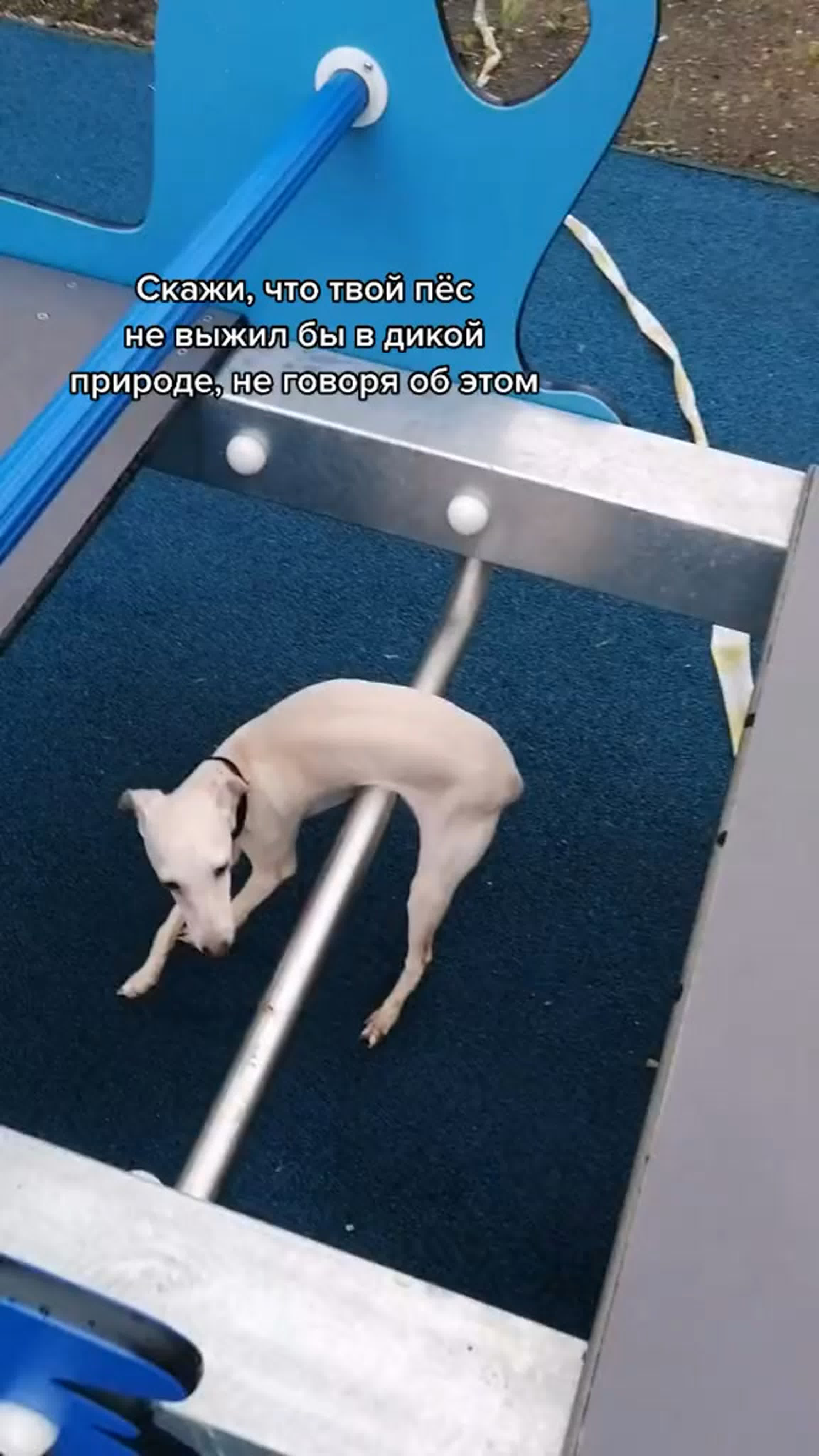 Собачка watch online