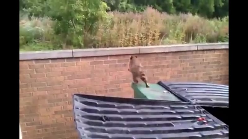 Вперёд голодный, обратно сытый