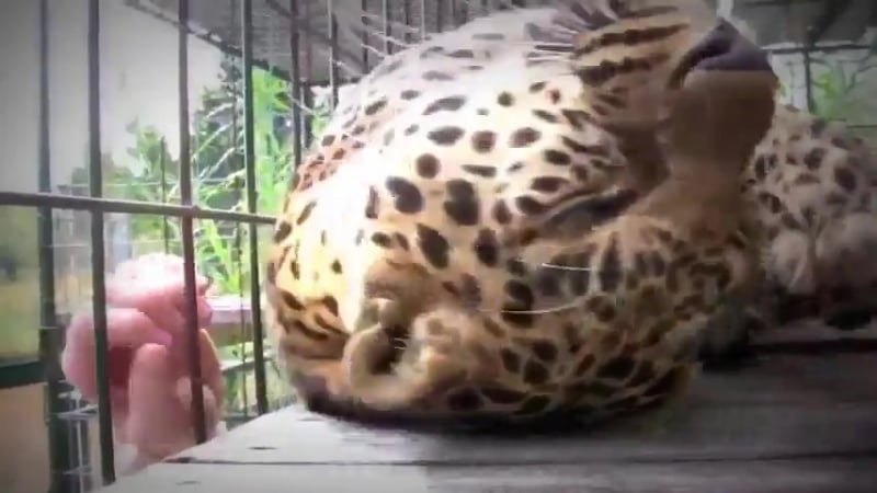 Гепард мурлычет