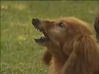 25 собаки от а до я таксы